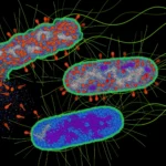 unveiling-microbial-countermeasures-a-viral-enzymes-unintended-role-in-activating-bacterial-antiphage-defenses