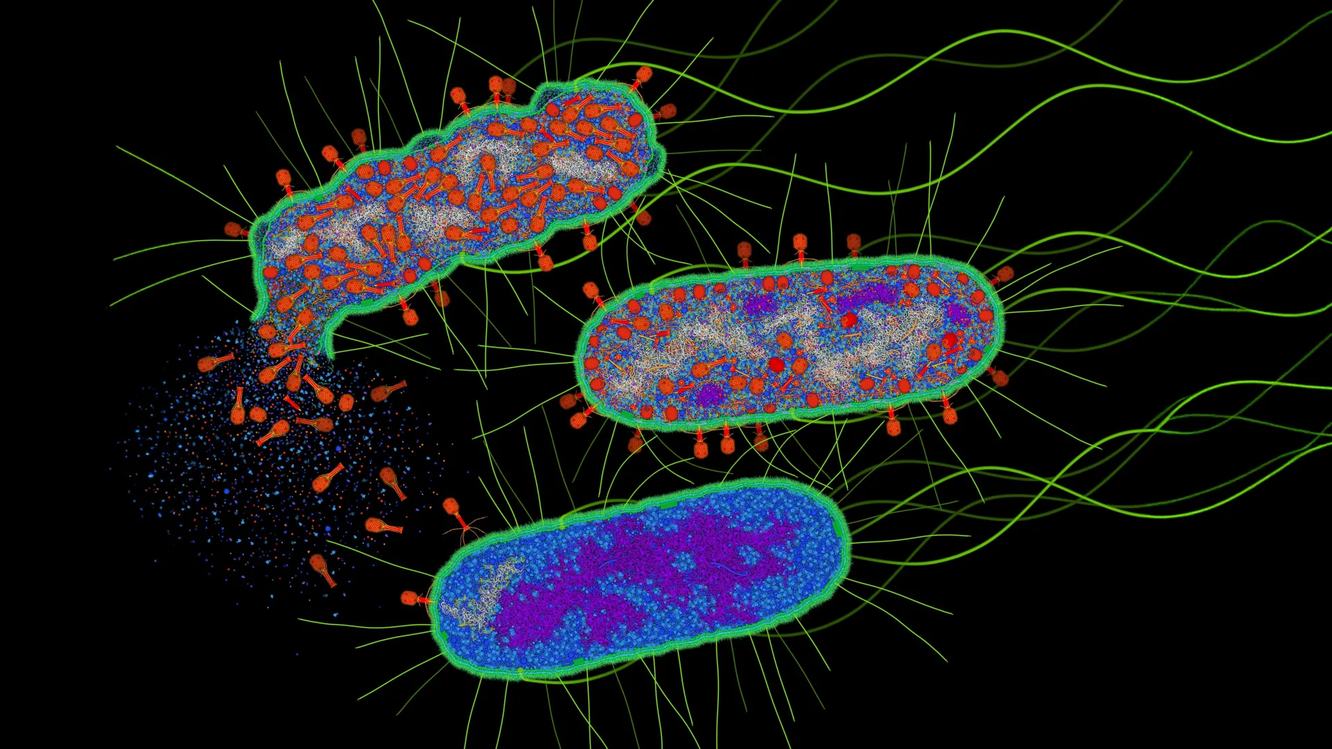 unveiling-microbial-countermeasures-a-viral-enzymes-unintended-role-in-activating-bacterial-antiphage-defenses